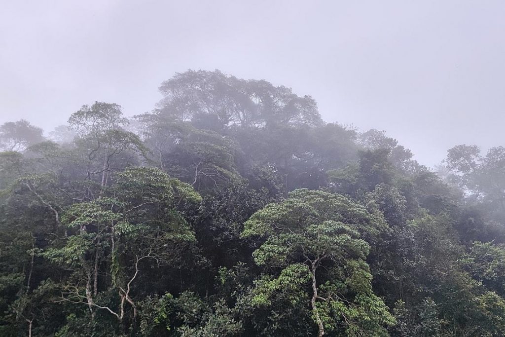 Brasilianischer Regenwald (Archiv)