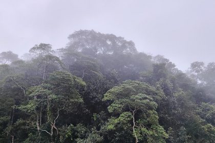 Brasilianischer Regenwald (Archiv)