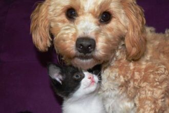 Der Tierschutz Siebengebirge ist fuer viele Tiere die grosse Hoffnung