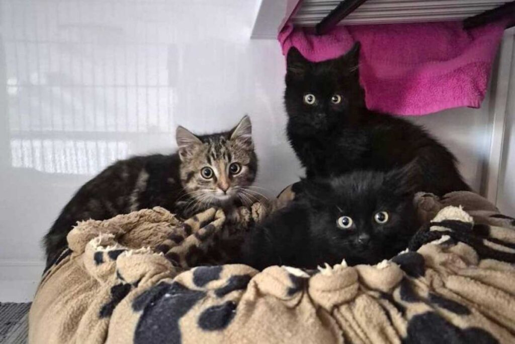 Diese drei Katzenkinder wurden gerettet