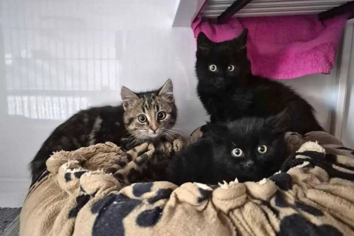Diese drei Katzenkinder wurden gerettet