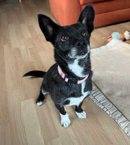 Zuhause gesucht für Tiere in den besten Jahren 2 Huendin Paula mit den Pommestueten Ohren