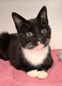 Zuhause gesucht für Tiere in den besten Jahren 3 Katzendame Lucy