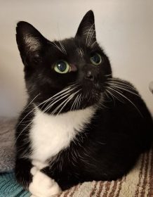 Katzendame Nelly
