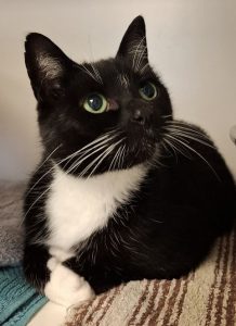 Katzendame Nelly