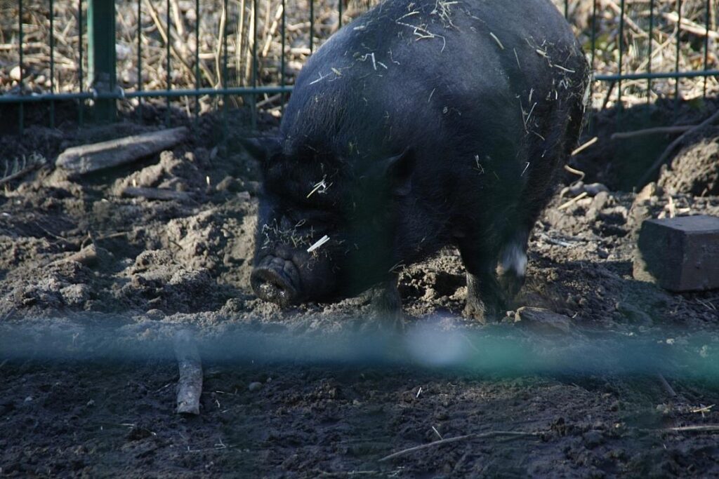Angler Sattelschwein (Archiv)