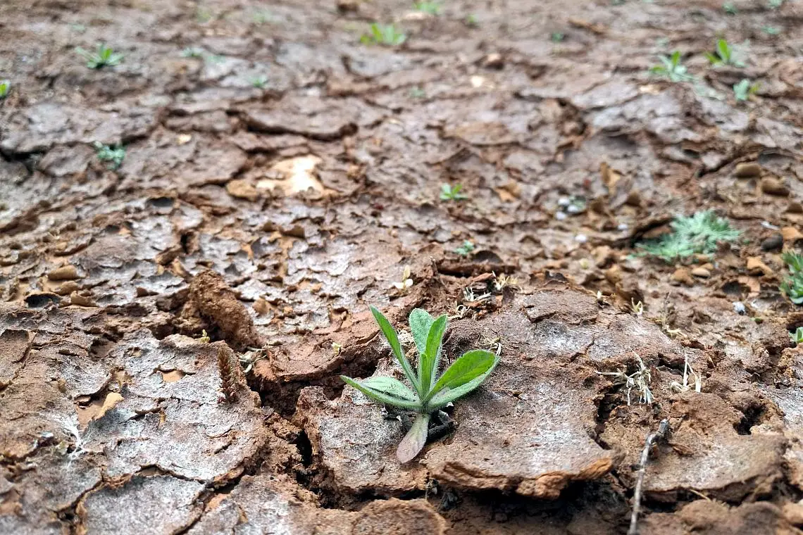 Trockenes Feld (Archiv)