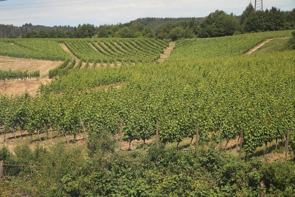 Weinberg (Archiv)