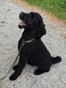Filo wird Sabrinas Leben verändern 2 therapiehund