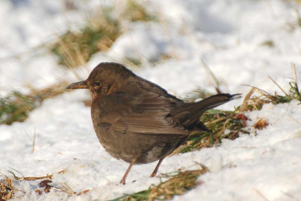 Amsel im Schnee