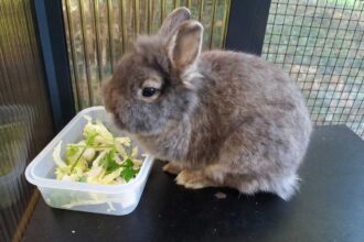 Frau Lampe ist ein Zahnkaninchen