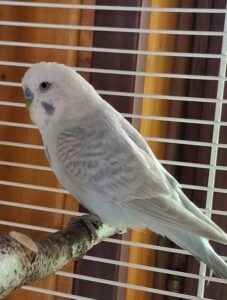 Chico – Nach der Einsamkeit kam das große Glück! 2 Wellensittich Chico