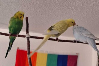 Wellensittiche Ernie Bert und Chico