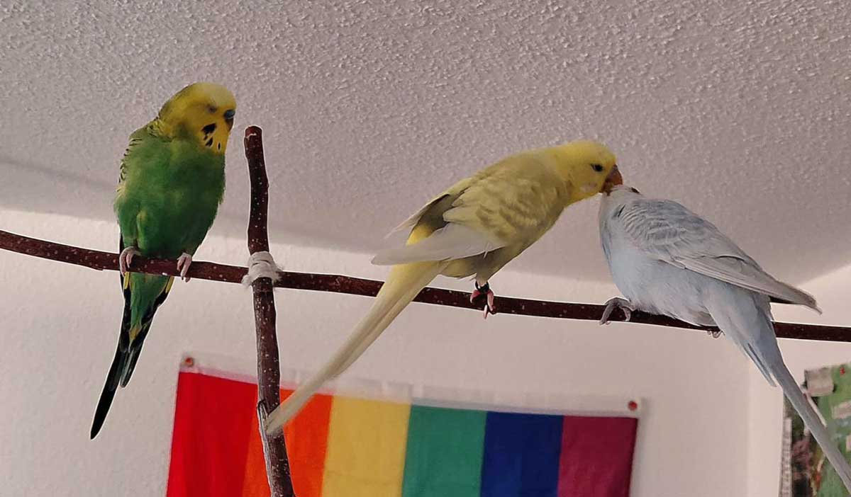 Wellensittiche Ernie Bert und Chico