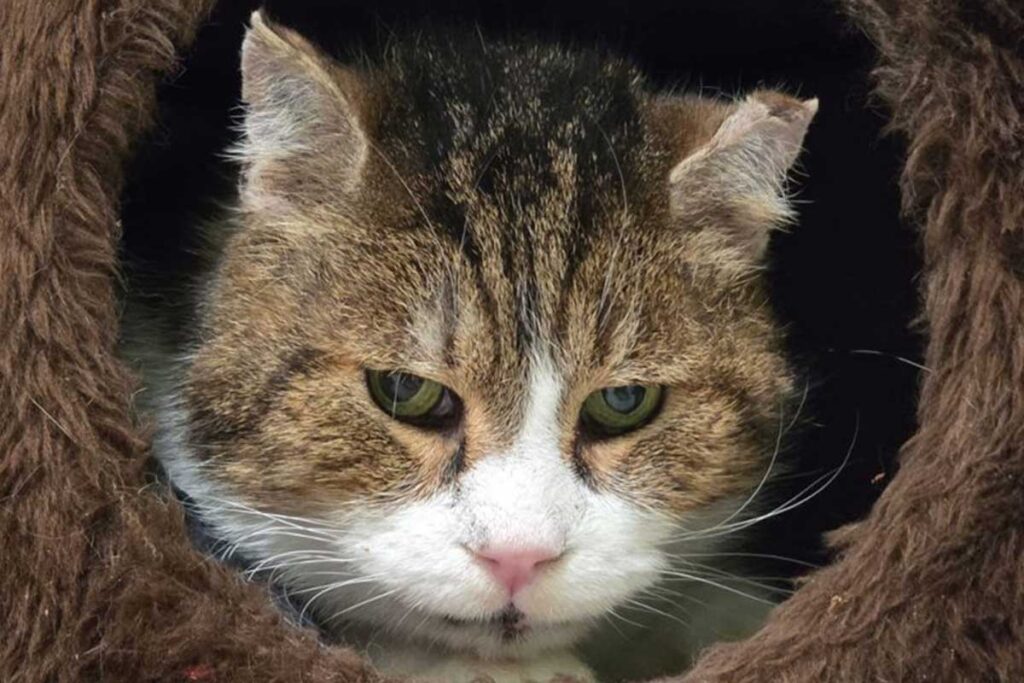 Kater Marron