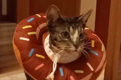 Opa Swen mit Halskragen