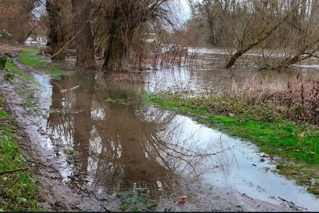 hochwasser rhein