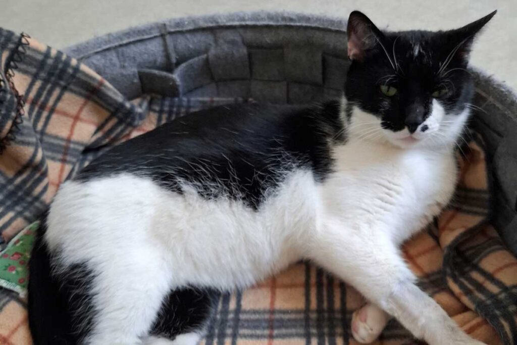 Kater Valentin