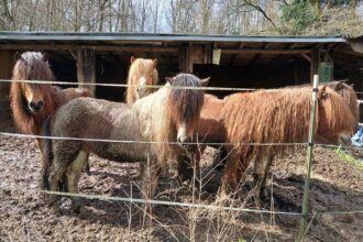 Pferde Koenigswinter