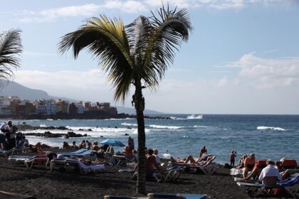 Palme an einem Strand (Archiv)