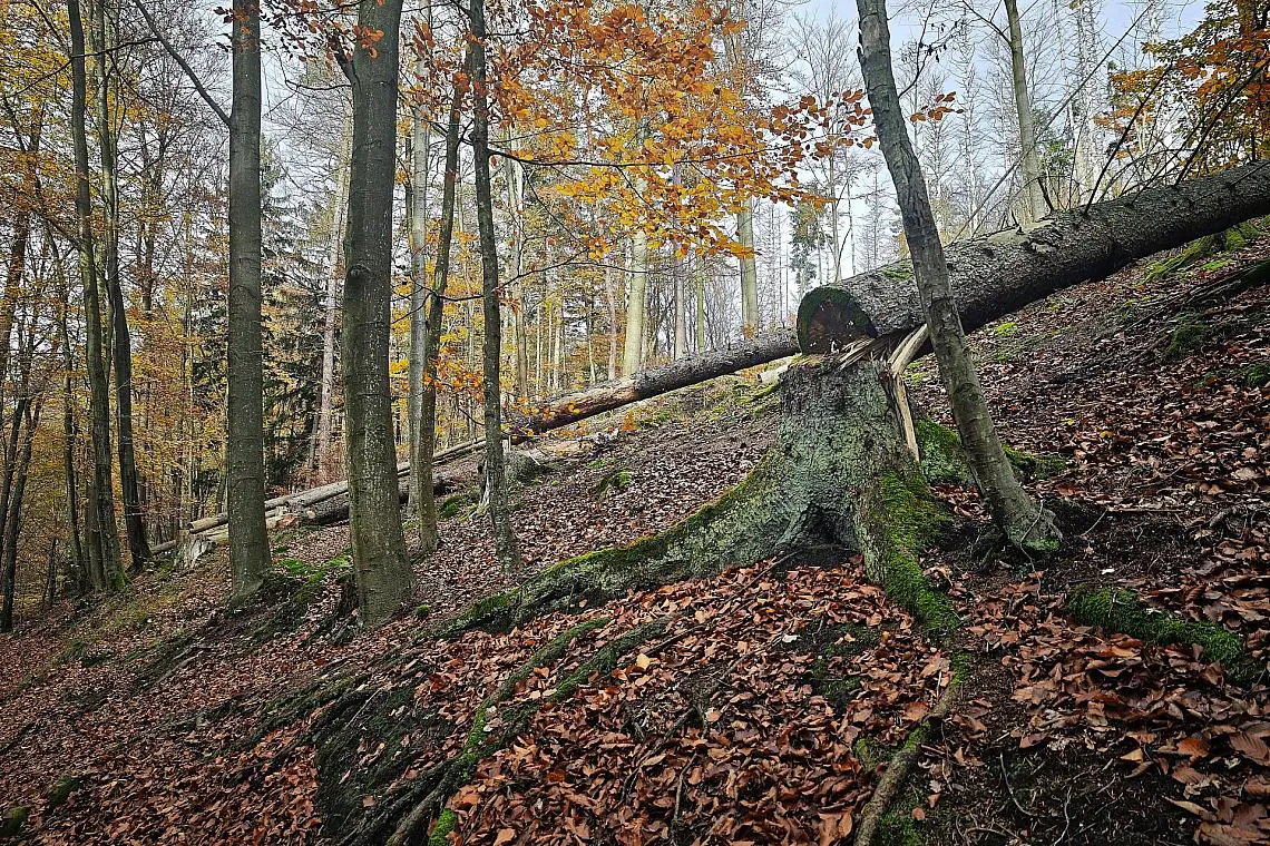 Umgesägter Baum im Wald (Archiv)