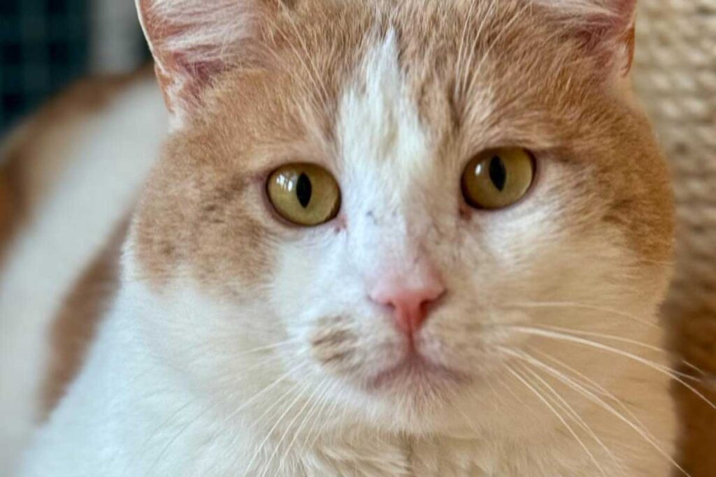 Kater Adriano