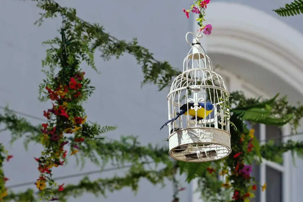 Portugiese Vogelkaefige 3