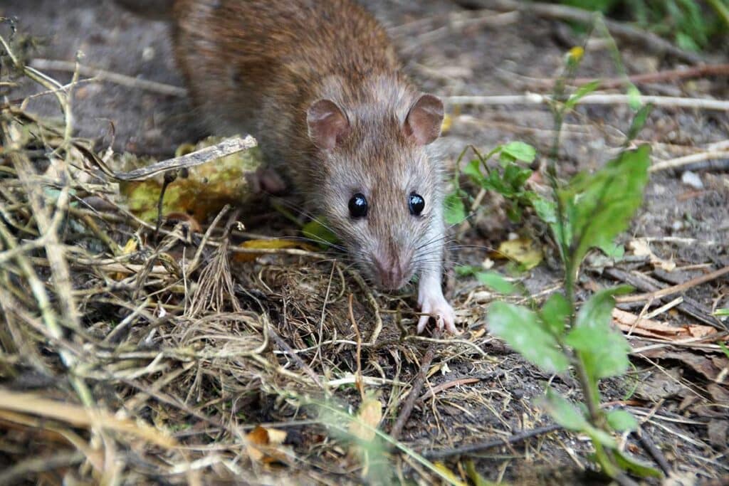 Ratten