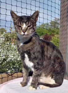 Senior Kater Swen 1