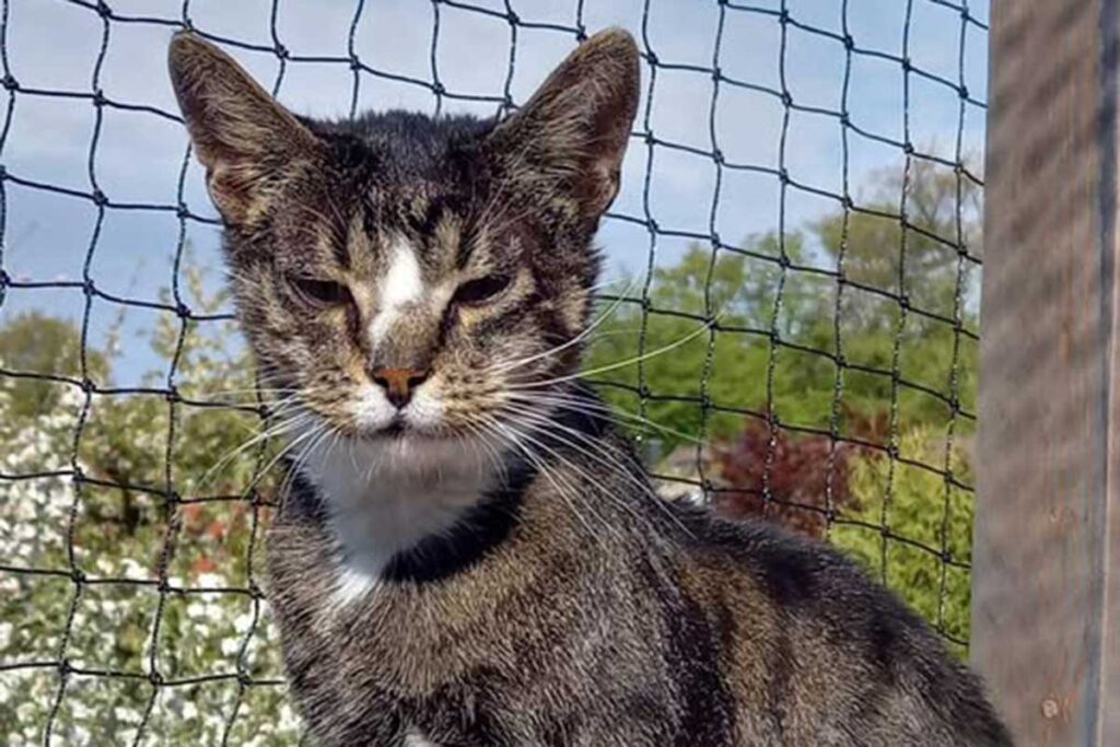 Senior Kater Swen