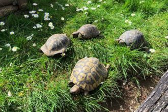 schildkroeten