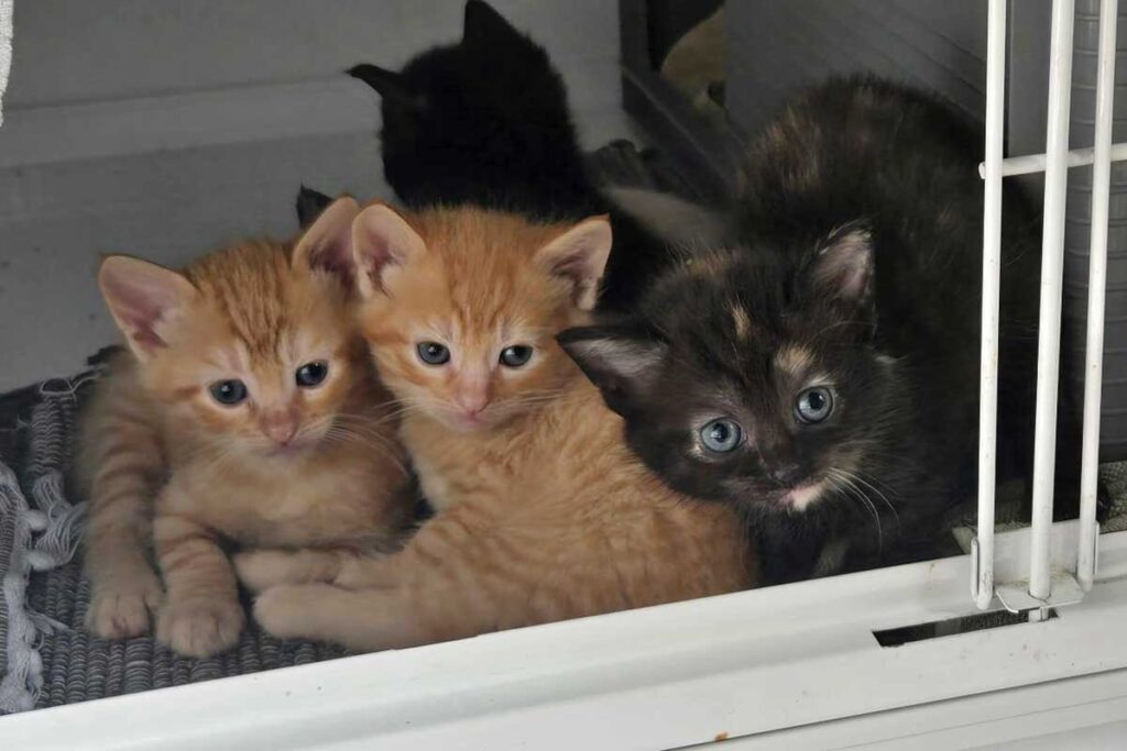 Fuer sie und viele andere Katzen suchen wir ein Zuhause