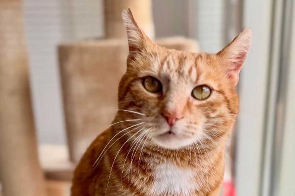 Kater Simba