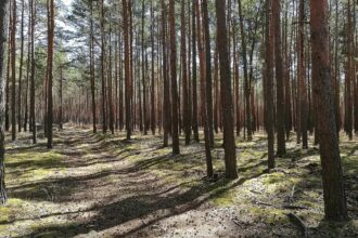 Wald (Archiv)