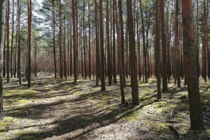 Wald (Archiv)