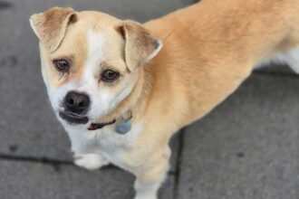 tier der woche