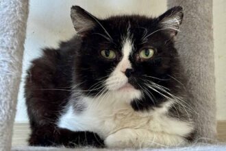 Kater Dartagnon 2