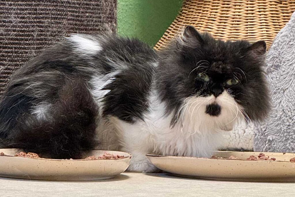Kater Dr Motte