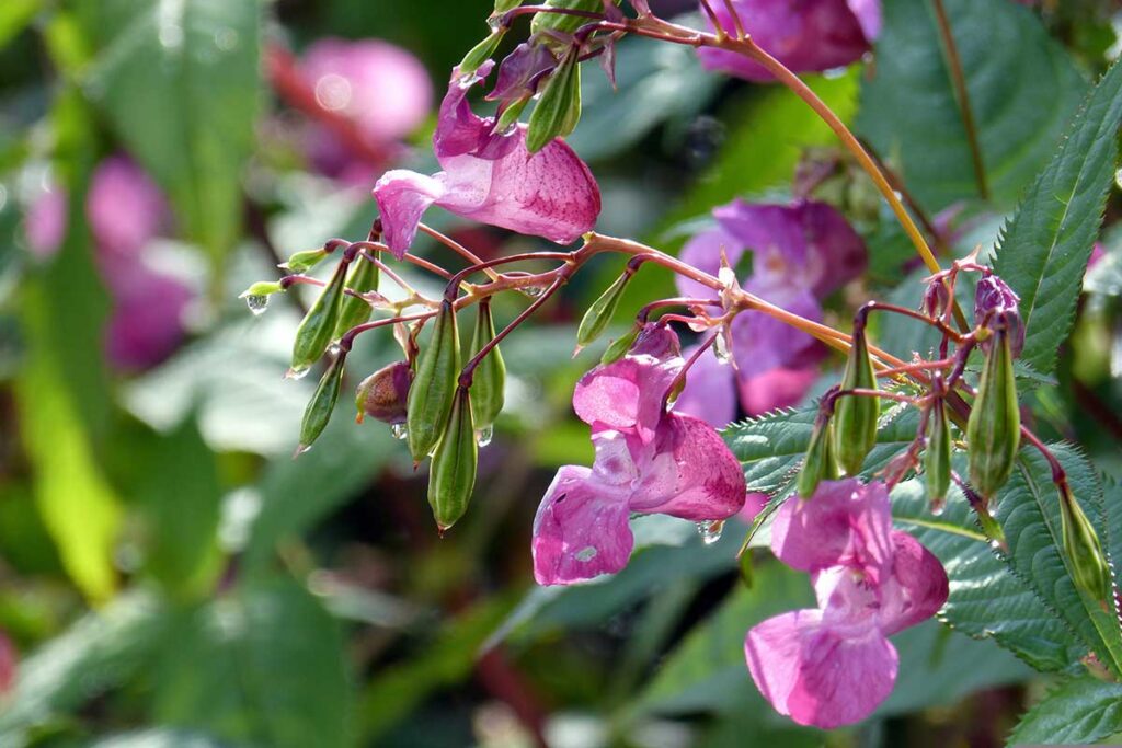 druesiges springkraut
