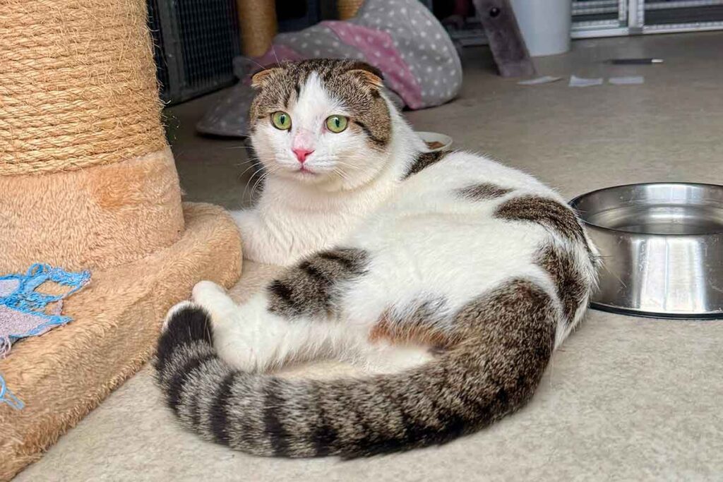 Kater Balduin 3