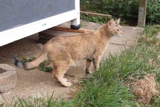 Katze Ginger