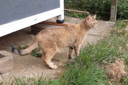 Katze Ginger