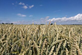 Weizen (Archiv)