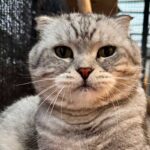 Kater Simba