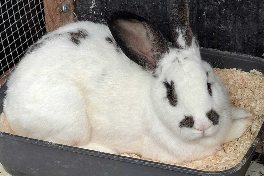 Buddy sucht ein Zuhause