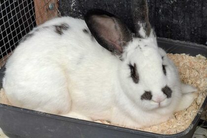Buddy sucht ein Zuhause