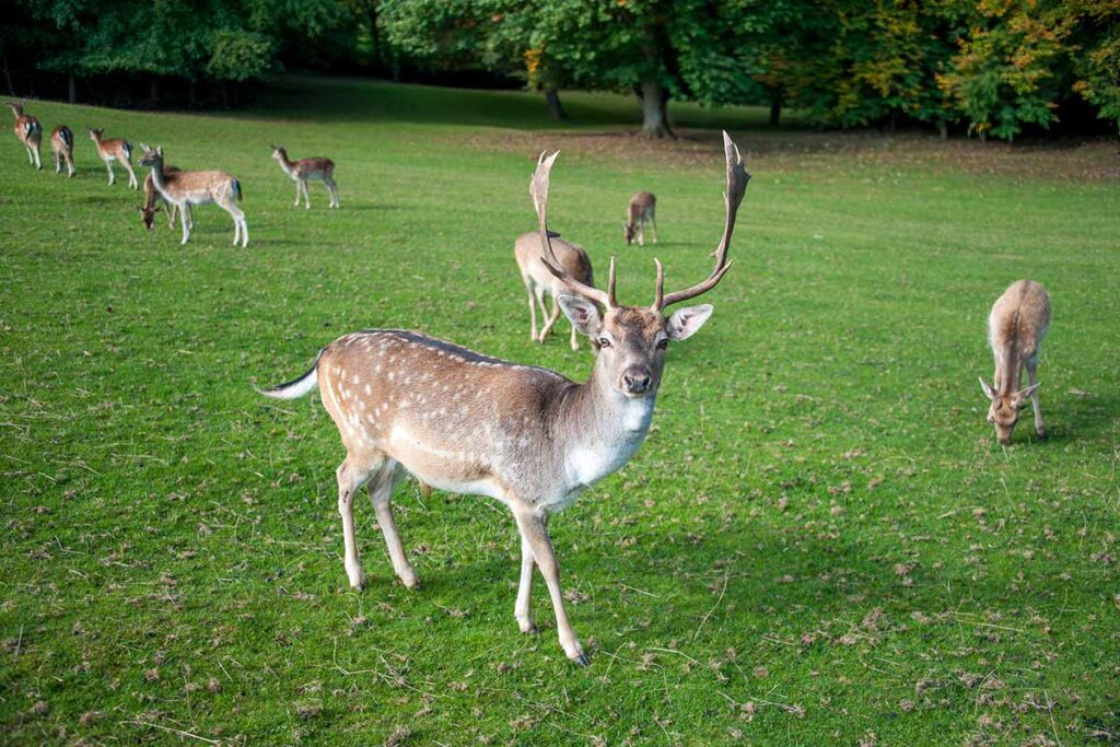 rehe