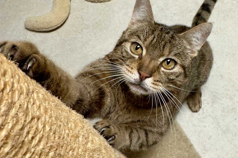 Kater Kuba 2