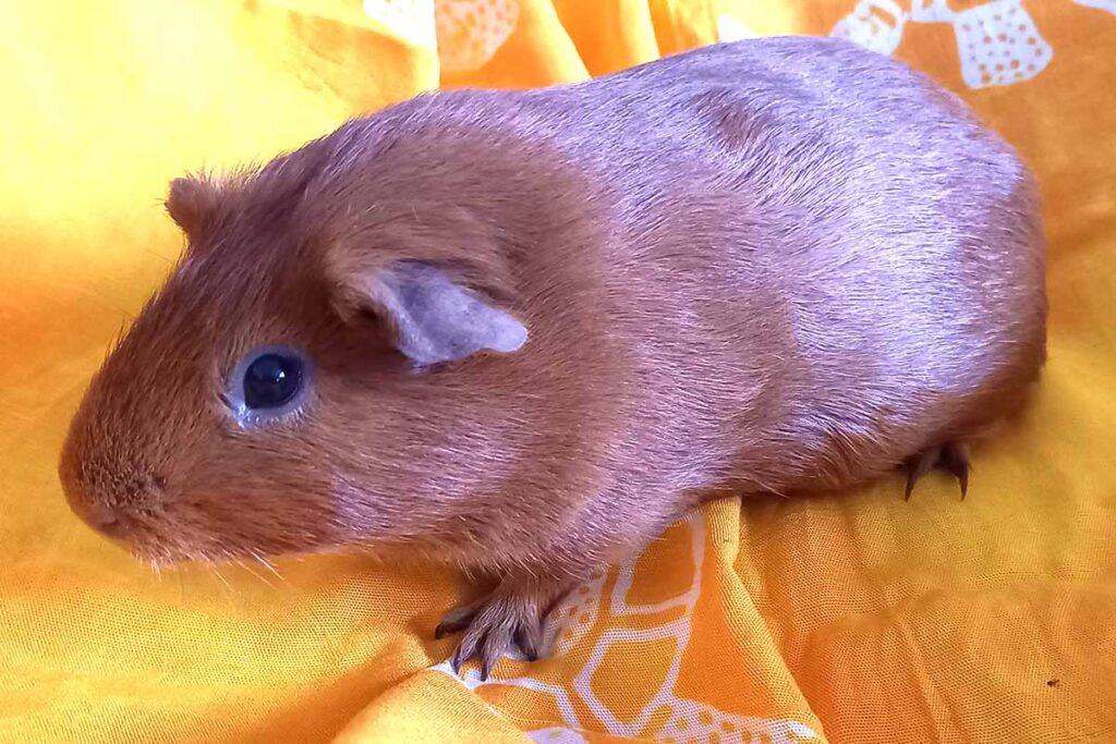 Meerschweinchen Matze