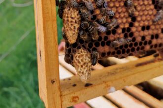 bienen